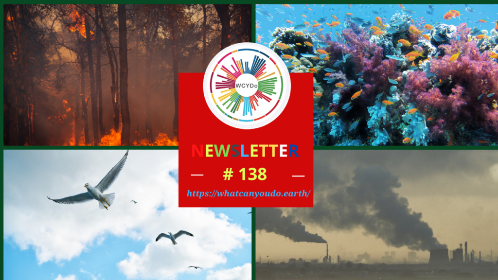 What Can You Do Newsletter #138